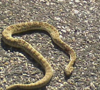 25-A small, very cold prarie rattler sunning himself on the road- freemont canyon.jpg