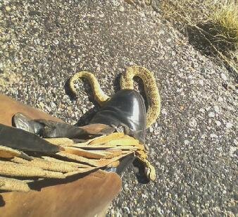 26- He cant move very fast and i didn't improve his disposition holding him dow to take his pict.jpg