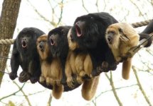 howler monkeys.jpg