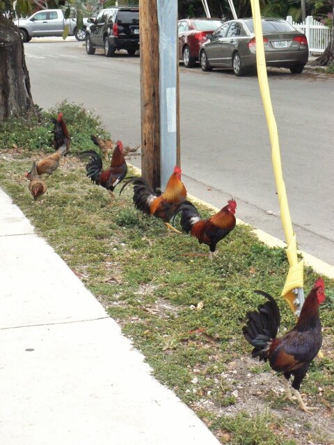 Key West Chickens (480x640).jpg