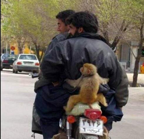monkey.jpg