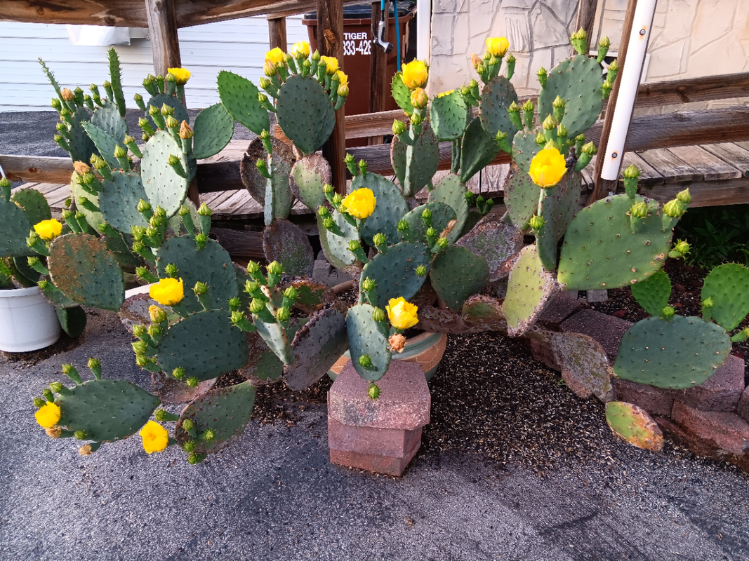 cactii.png