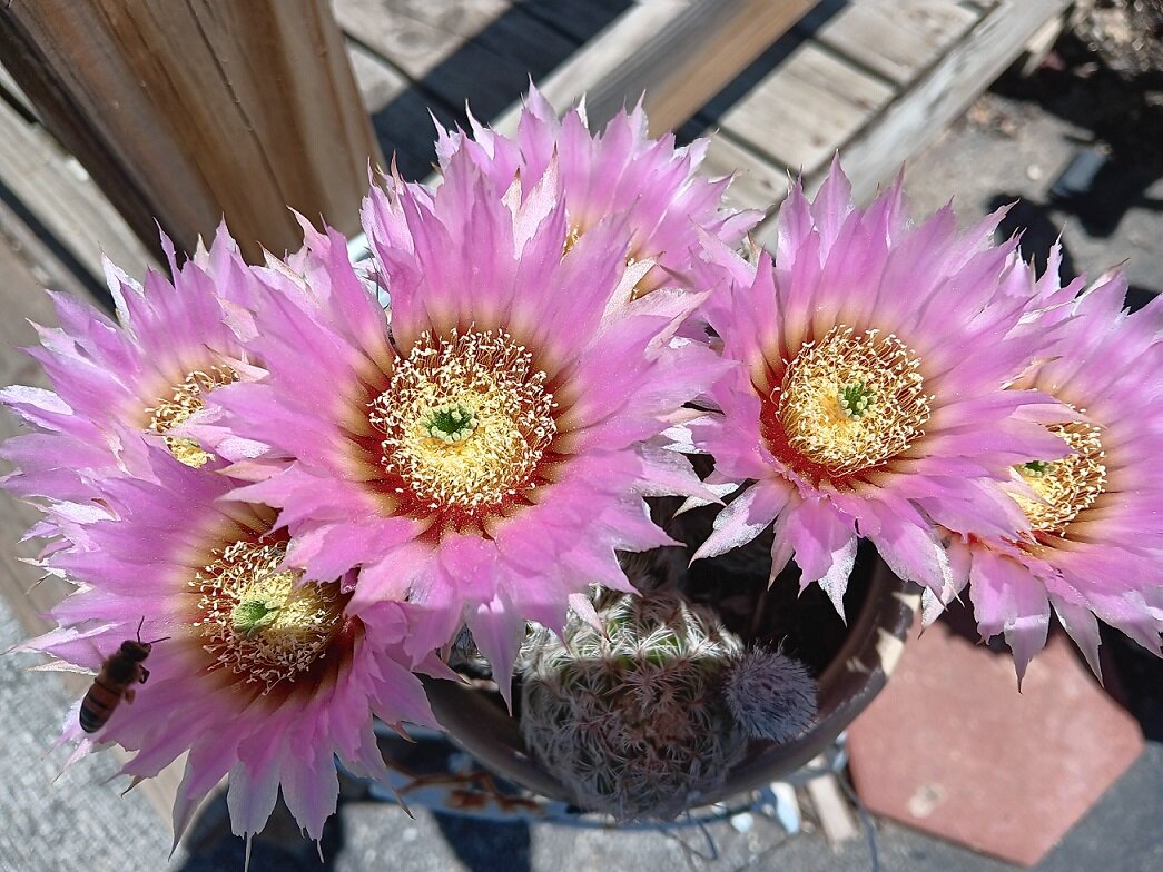 flowers.jpg