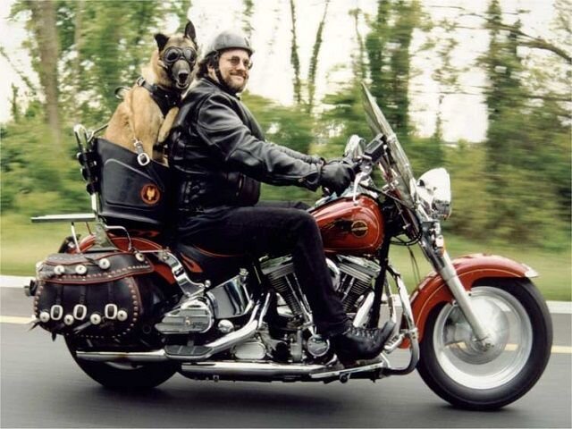 dogonmotorcycle.jpg