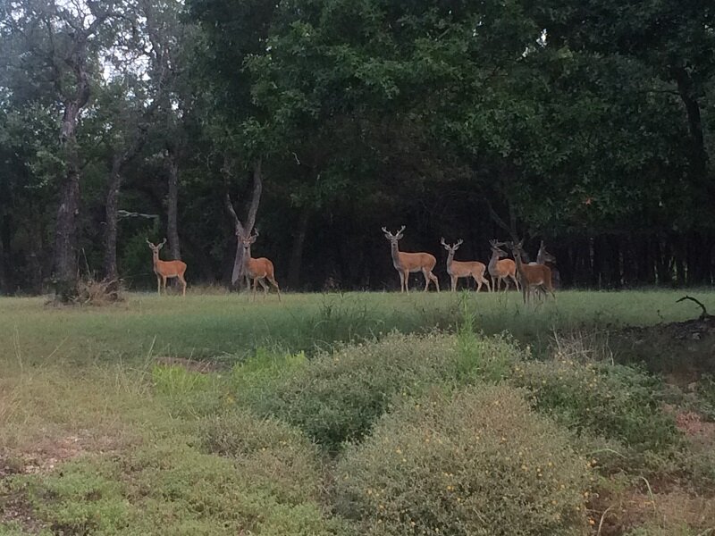 deer resized.jpg