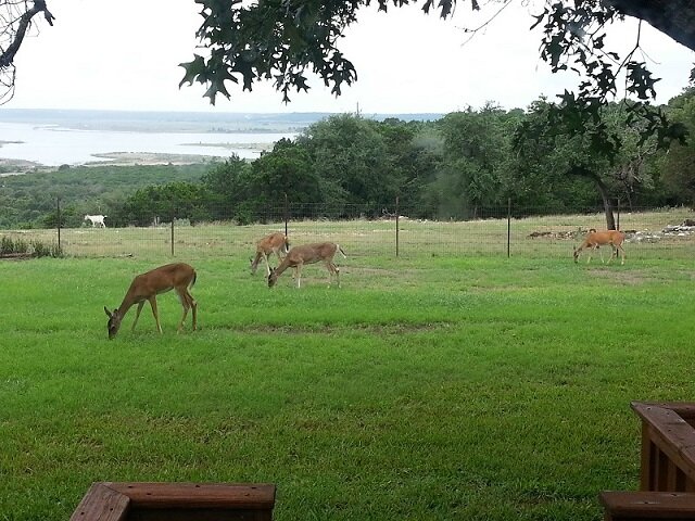 deer 1a.jpg