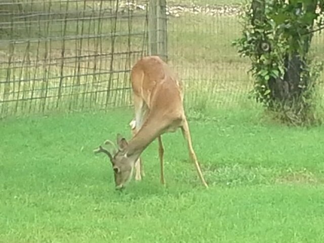 deer 5a.jpg