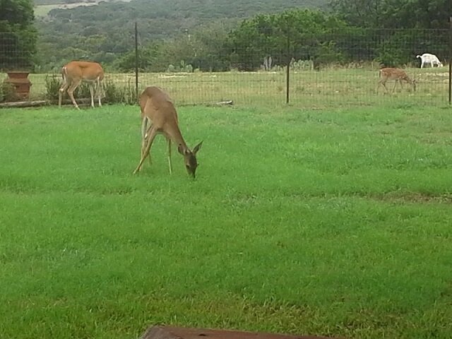 deer 6a.jpg