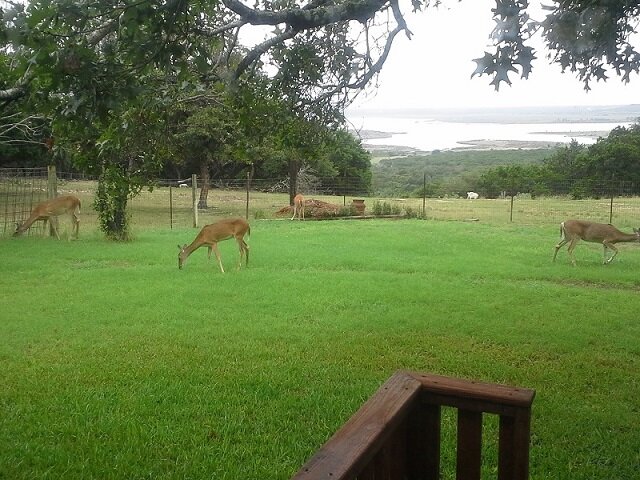 deer 7a.jpg