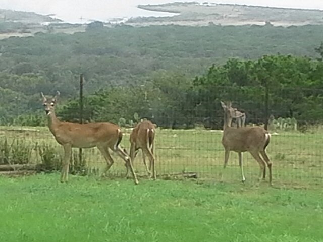 deer 8a.jpg