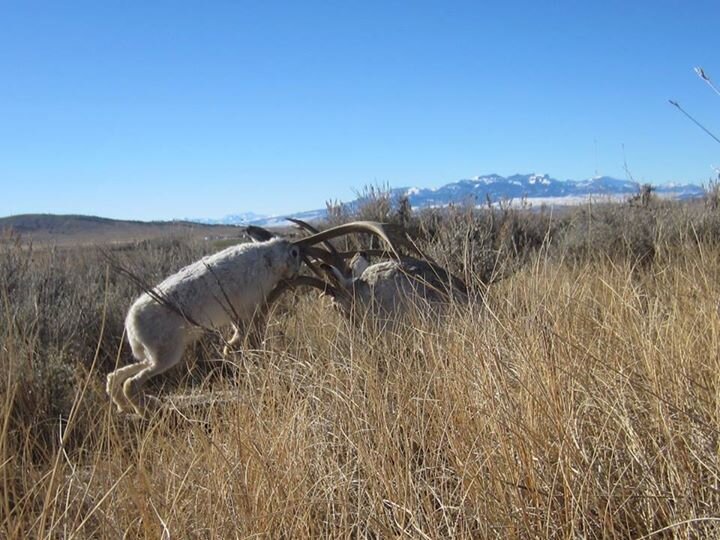 jackalope-rut-wyoming-2.jpg