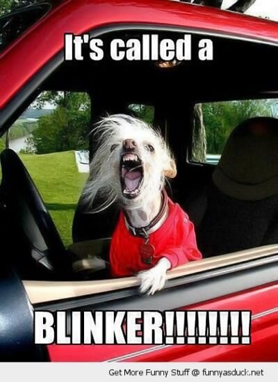 funny-road-rage-angry-blinker-dog-pics.jpg.cf.jpg