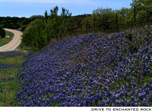Texas Hill Country Bluebonnets.jpg