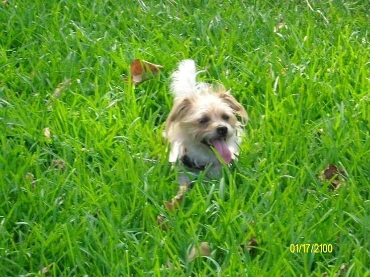 sadie in grass.jpg