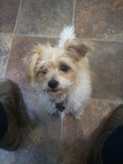 sadie one ear lkn up.jpg