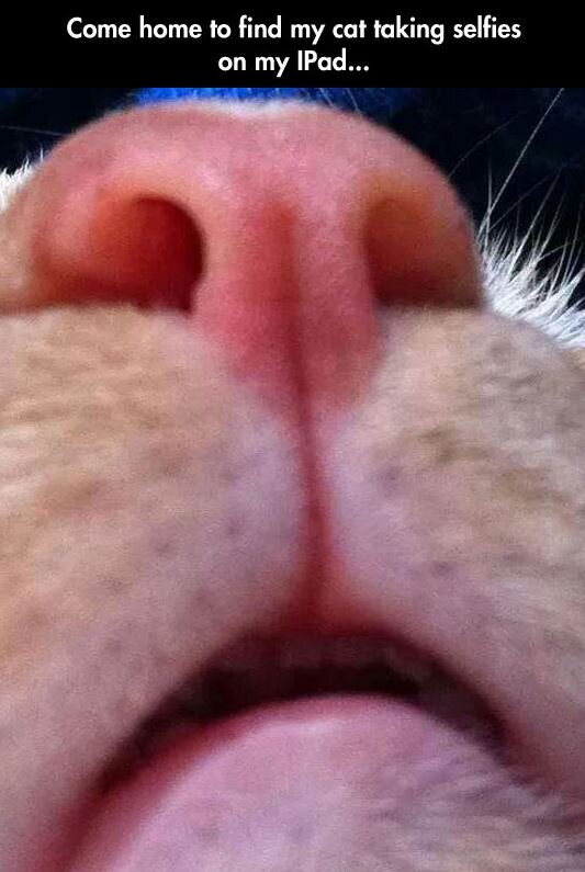 Cat-Selfies.jpg