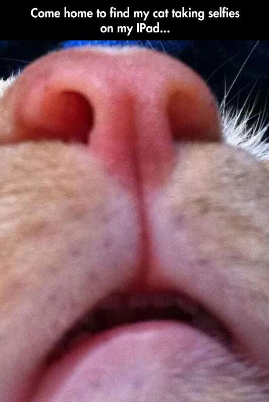 Cat-Selfies.jpg