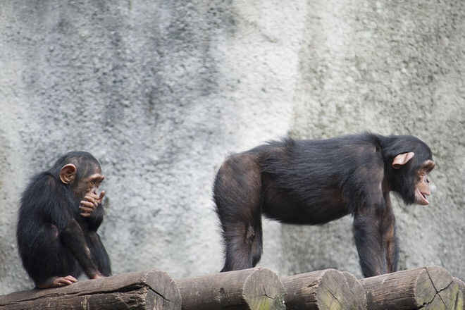 chimp-butt.jpg