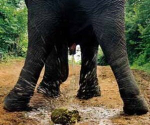 elephant-dum-delivery-service.jpg