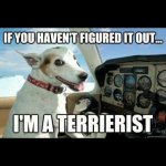 funny-terrier-airplane.jpg