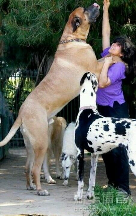 great danes.jpg