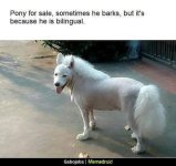 ponydog.jpg