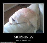funny-pictures-cat-hates-mornings.jpg