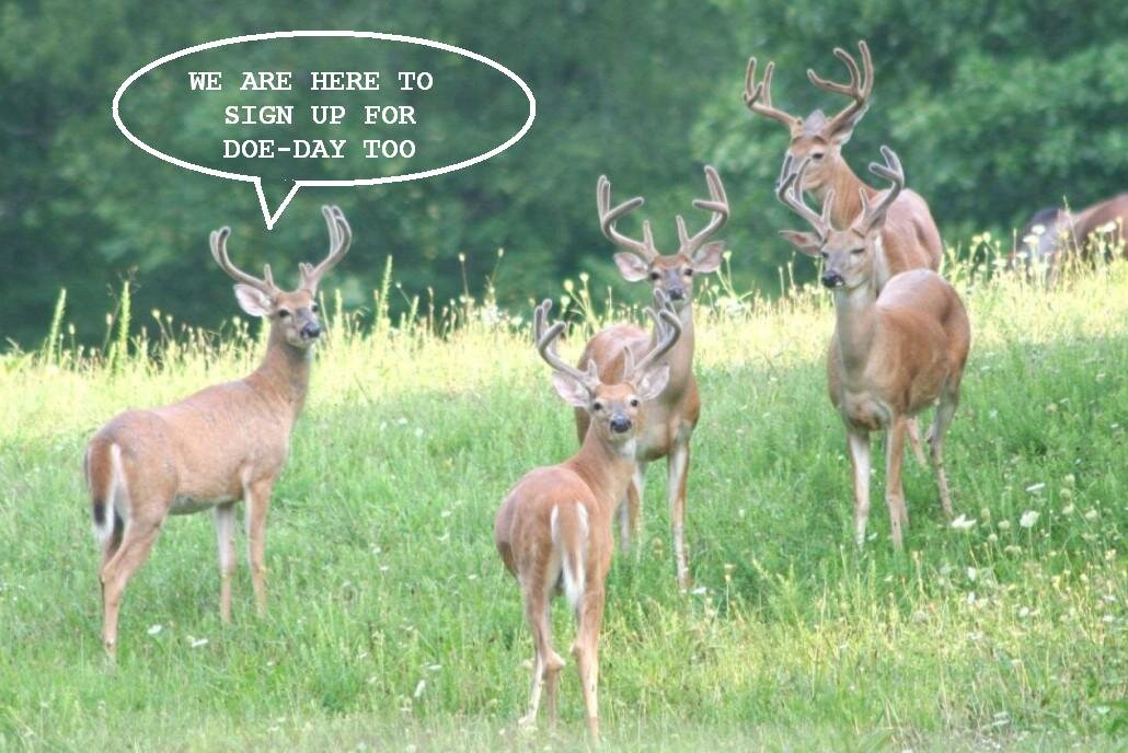 Doe Days.jpg