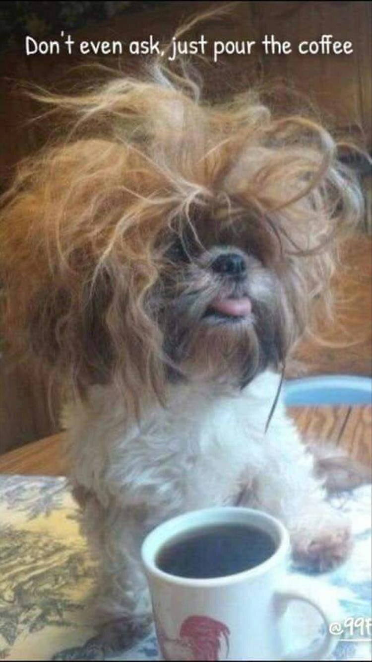 the-funny-animals-22.jpg
