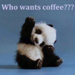 who-wants-coffee-panda.jpg