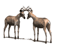 smiles-%20deer%20fighting.gif