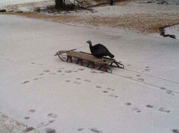 Turkey Sled.jpg