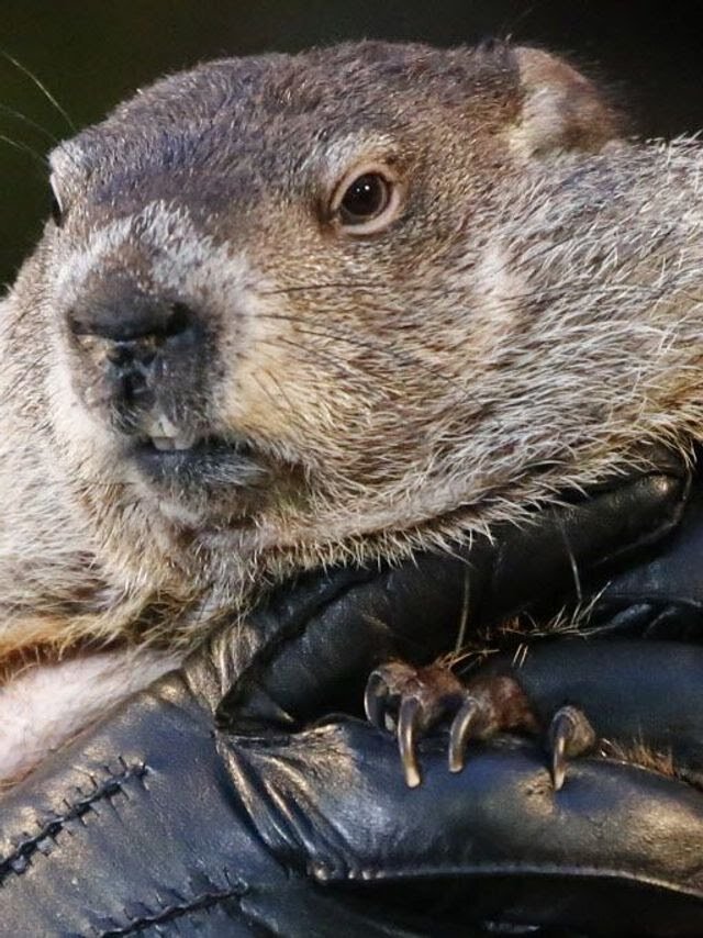 636529416176130889-GROUNDHOG-1.jpeg.jpg