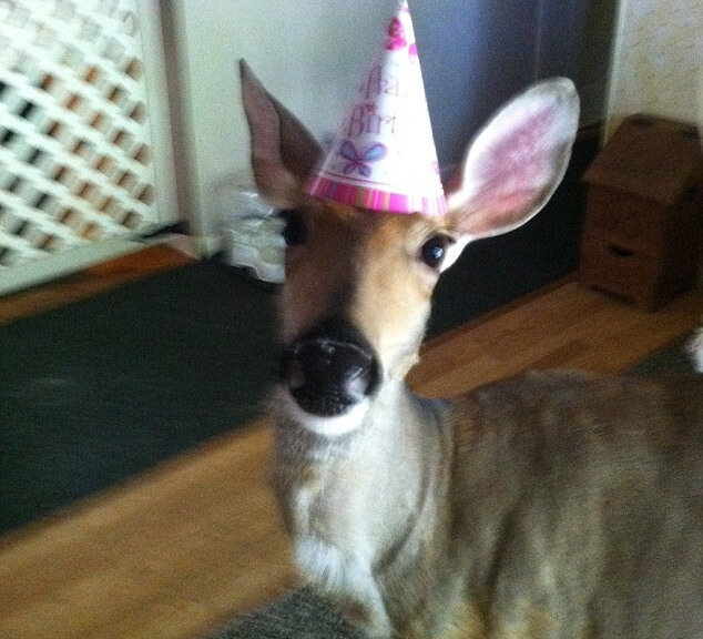 lilly-the-deer.jpg