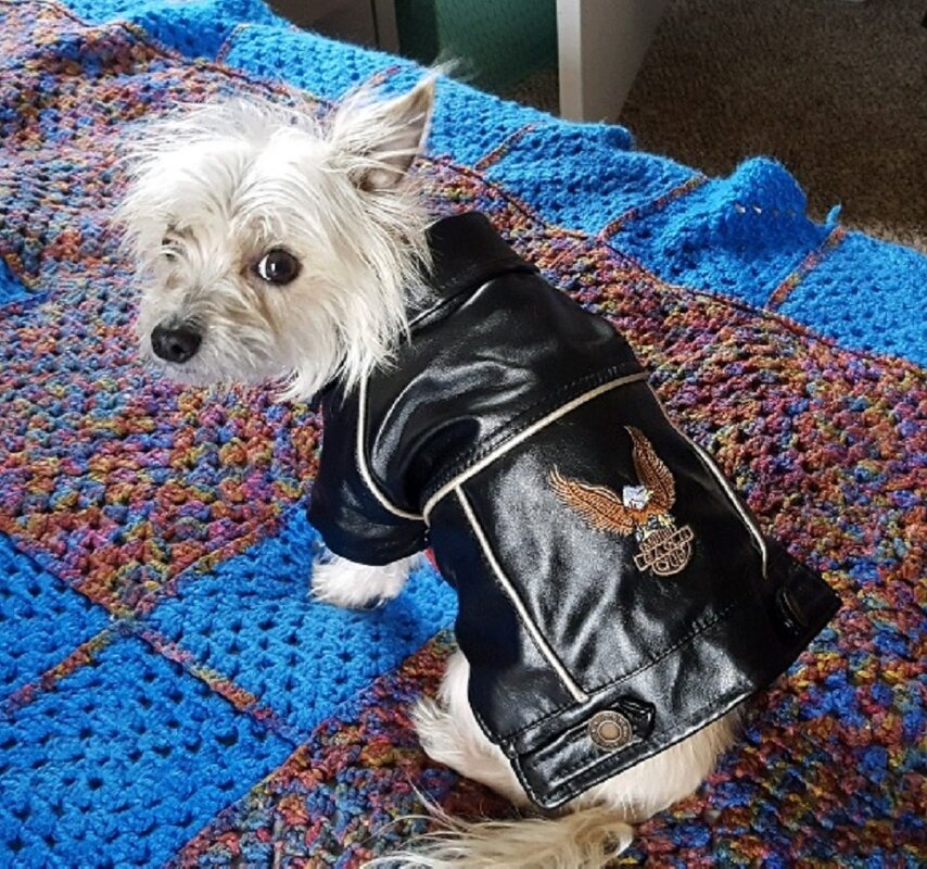 Harley Charlie (1).jpg