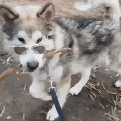 Missy.jpg