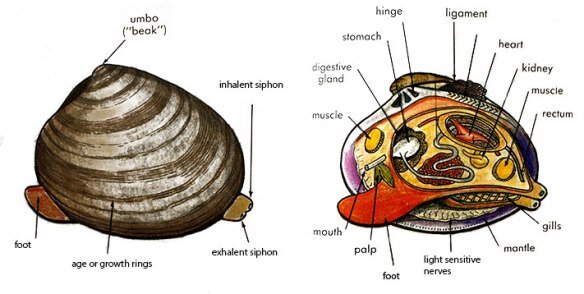 clam_diagram.jpg