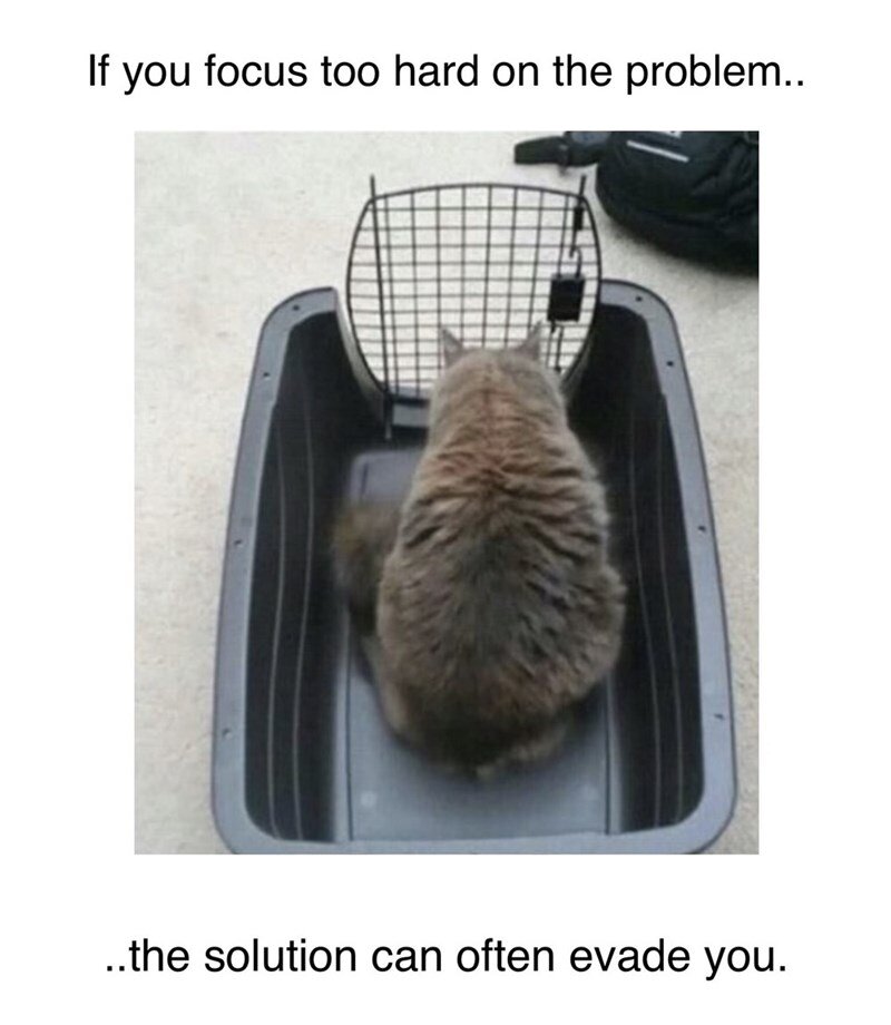cat.jpeg