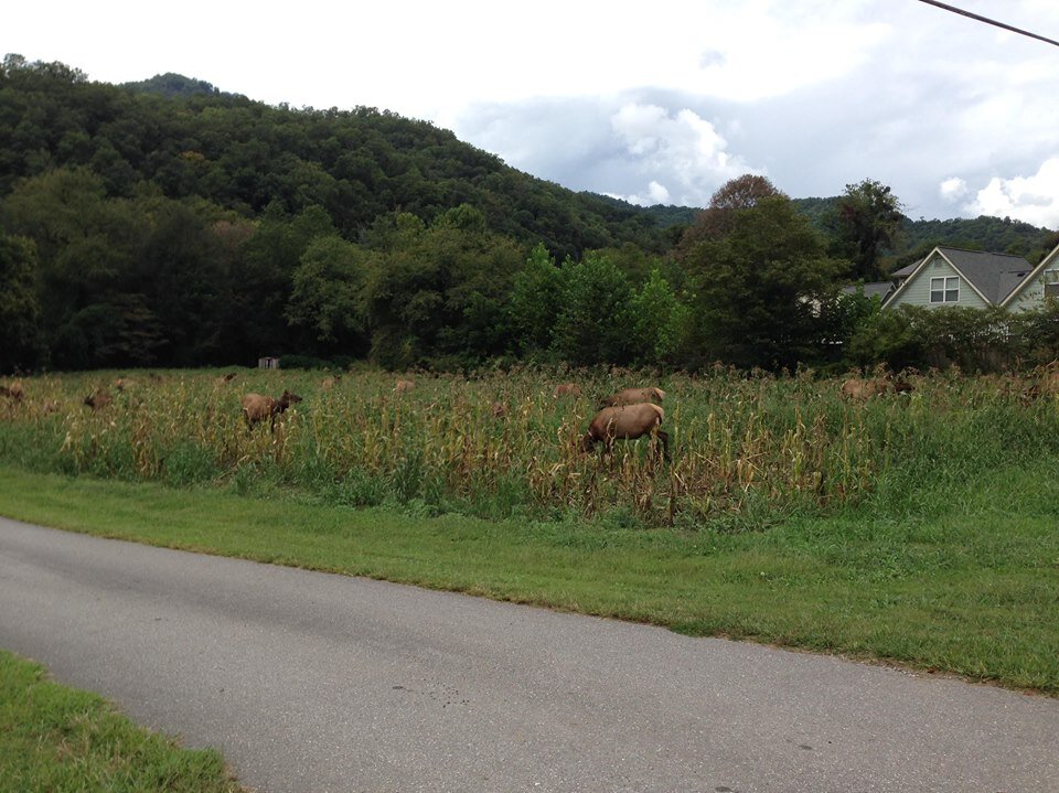 ELK herd.jpg