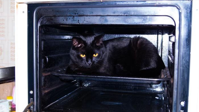 roasted-cat-zapechennyi-kot.jpg