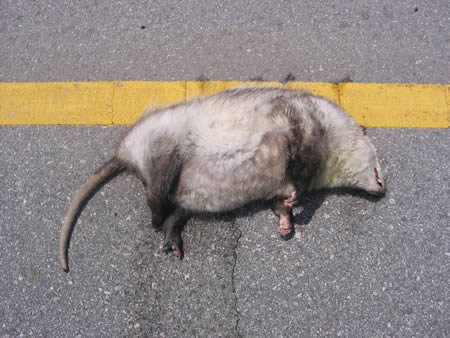 roadkill.jpg