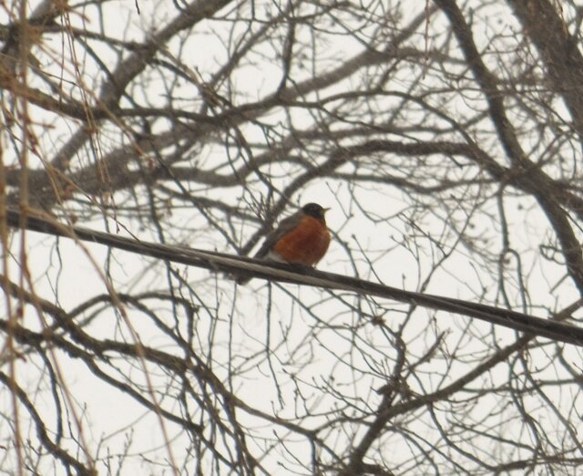 robin (640x522).jpg