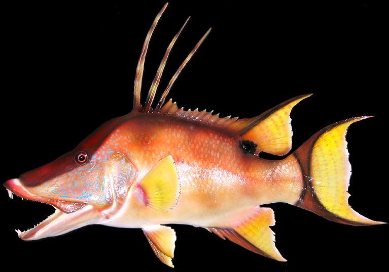 Hogfish.jpg