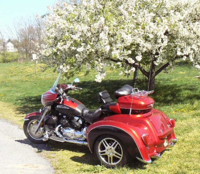 appletree (640x558).jpg