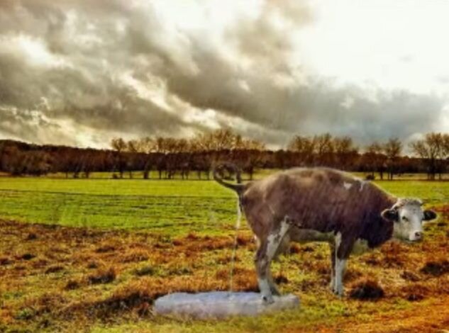 cow flat rock.jpg