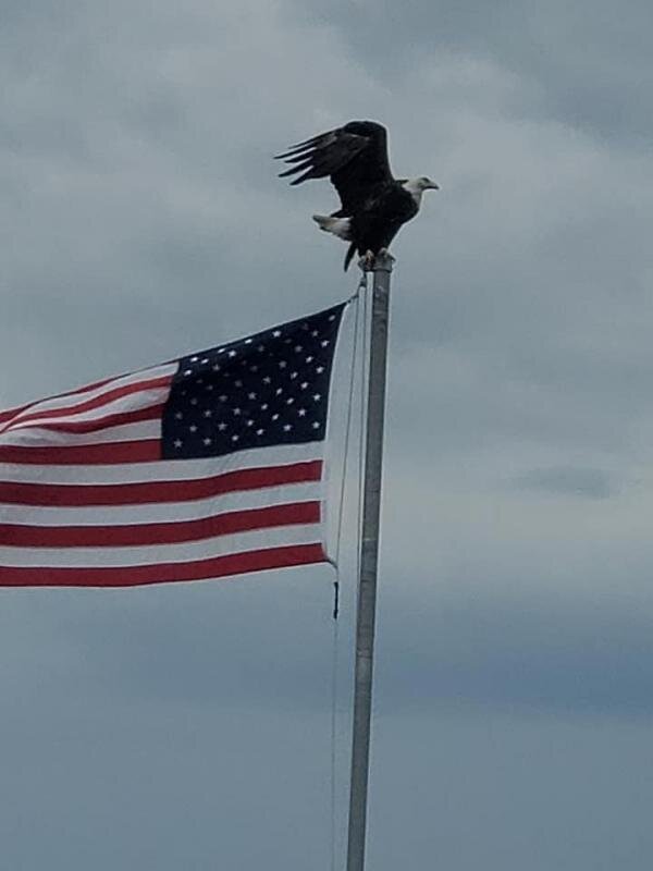 1173350eagle18_10158875369514155_1136578100992653020_n.jpg