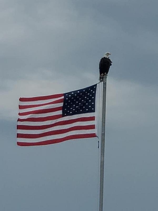 American eagle.jpg