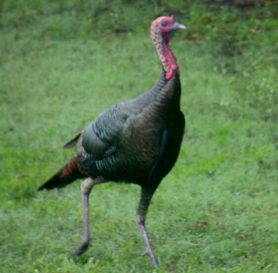 turkey (562x553).jpg