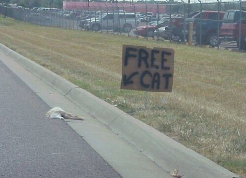 free_cat.jpg