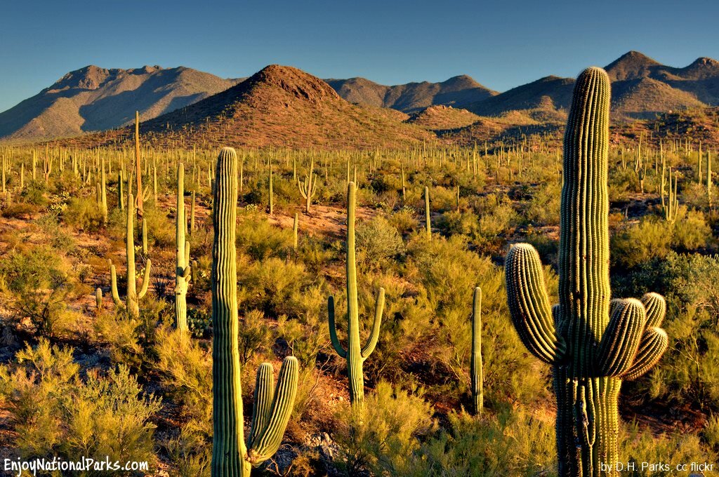cacti-saguaro-national-park.jpg